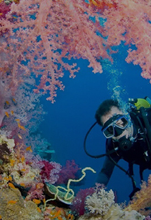 Дайвинг туры